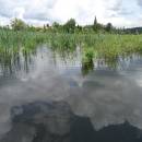 Váňovský rybník, 4.6.2016, foto Vojtěch Kodet