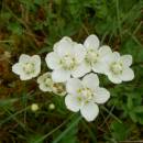 Tolije bahenní (<i>Parnassia palustris</i>), PR Chvojnov, 18.8.2013, foto Vojtěch Kodet