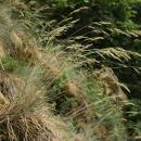 Kostřava sivá (<i>Festuca pallens</i>), NPR Mohelenská hadcová step [TR], 16.6.2015, foto Libor Ekrt