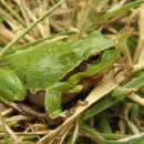 Rosnička zelená (<i>Hyla arborea</i>), Pístovské mokřady, 5.4.2014, foto Vojtěch Kodet