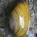 Škeblička plochá (<i>Pseudanodonta complanata</i>) patří k nejvzácnějším mlžům Vysočiny, PR Stvořidla, řeka Sázava [HB]