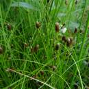 Bahnička bahenní (<i>Eleocharis palustris</i>), PR Vílanecké rašeliniště, 13.8.2015, foto Vojtěch Kodet