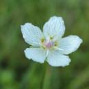 Tolije bahenní (<i>Parnassia palustris</i>), PR Opatovské zákopy [TR], 28.8.2014, foto Libor Ekrt