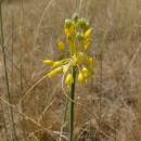 Česnek žlutý (<i>Allium flavum</i>), NPR Mohelenská hadcová step [TR], 6.8.2015, foto Josef Komárek