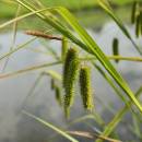 Ostřice nedošáchor (<i>Carex pseudocyperus</i>), PP Černíč [JI], 17.6.2014, foto Libor Ekrt