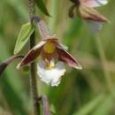 Kruštík bahenní (<i>Epipactis palustris</i>), PR Chvojnov, 18.7.2015, foto Vojtěch Kodet
