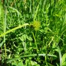 Ostřice šáchorovitá (<i>Carex bohemica</i>), ryb. Bezděkov, 7.6.2016, foto Vojtěch Kodet