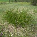 Ostřice odchylná (<i>Carex appropinquata</i>), PP Na Podlesích, 9.5.2012, foto Vojtěch Kodet