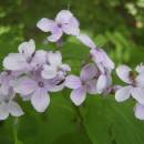 Měsíčnice vytrvalá (<i>Lunaria rediviva</i>), PP Vysoký kámen u Smrčné, 24.6.2004, foto Vojtěch Kodet