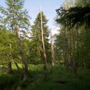 ryb. Stínka, 23.5.2010, foto Vojtěch Kodet