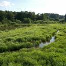 Třeštický rybník, 18.6.2009, foto Vojtěch Kodet