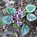 Brambořík nachový (<i>Cyclamen purpurascens</i>), PR Mohelnička, 29.7.2016, foto Vojtěch Kodet