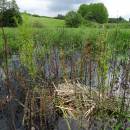 Hnízdo lysky černé (<i>Fulica atra</i>), Váňovský rybník, 4.6.2016, foto Vojtěch Kodet