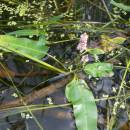 Rdest vzplývavý (<i>Potamogeton natans</i>), ryb. Židloch, PP Ptáčovské rybníky, 5.7.2010, foto Vojtěch Kodet