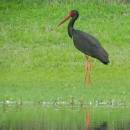 Čáp černý (<i>Ciconia nigra</i>), ryb. Horní Jilmík, 11.6.2015, foto Vojtěch Kodet