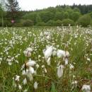 Rašeliniště Pod Trojanem, 29.5.2013, foto Vojtěch Kodet