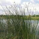 Skřípinec jezerní (<i>Schoenoplectus lacustris</i>), ryb. Židloch, PP Ptáčovské rybníky, 5.7.2010, foto Vojtěch Kodet
