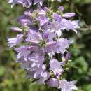Zvonek boloňský (<i>Campanula bononiensis</i>), Šemíkovice, Knížecí seč [TR], 14.8.2016, foto Libor Ekrt