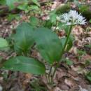 Česnek medvědí (<i>Allium ursinum</i>), PP Vysoký kámen u Smrčné, 4.5.2012, foto Vojtěch Kodet