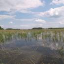 Veselský rybník, 11.6.2011, foto Vojtěch Kodet