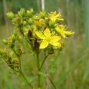 Třezalka čtyřkřídlá (<i>Hypericum tetrapterum</i>), PR Chvojnov [JI], 31.7.2014, foto Josef Komárek