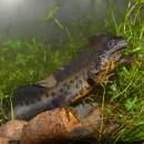 čolek velký (Triturus cristatus)