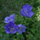 Zvonek broskvolistý (<i>Campanula persicifolia</i>), ryb. Židloch, PP Ptáčovské rybníky, 5.7.2010, foto Vojtěch Kodet