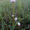 Kozlík dvoudomý (<i>Valeriana dioica</i>), PR Rašeliniště Loučky, 11.5.2015, foto Vojtěch Kodet