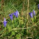 Hořec hořepník (<i>Gentiana pneumonanthe</i>), PP Pod Kazbalem [HB], 9.9.2009, foto Luděk Čech