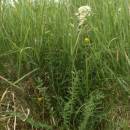 Tužebník obecný (<i>Filipendula vulgaris</i>), NPR Mohelenská hadcová step [TR], 16.6.2015, foto Libor Ekrt