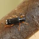 kozlíček (Menesia bipunctata)