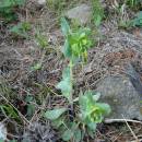 Voskovka menší (<i>Cerinthe minor</i>), NPP Švařec [ZR], 24.4.2008, foto Josef Komárek