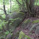 Pod Čertovým kamenem, 23.5.2010, foto Vojtěch Kodet