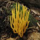 Krásnorůžek lepkavý (<i>Calocera viscosa</i>)