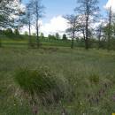 Ostřice odchylná (<i>Carex appropinquata</i>), PP Na Podlesích, 9.5.2012, foto Vojtěch Kodet