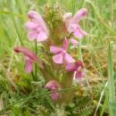 Všivec lesní (<i>Pedicularis sylvatica</i>), U Farského lesa, 15.5.2015, foto Vojtěch Kodet