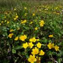 Blatouch bahenní (<i>Caltha palustris</i>), PR Nad Svitákem, 7.5.2016, foto Vojtěch Kodet