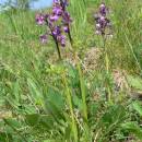 Vstavač kukačka pravý (<i>Orchis morio</i>), NPP Švařec [ZR], 9.5.2006, foto Luděk Čech