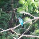 Ledňáček říční (<i>Alcedo atthis</i>), ryb. Kukle, 6.7.2015, foto Vojtěch Kodet