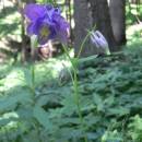 Orlíček obecný (<i>Aquilegia vulgaris</i>), Bolešín, PP Dědkovo [ZR], 17.6.2010, foto Luděk Čech