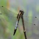 Vážka bělořitná (<i>Orthetrum albistylum</i>), ryb. Parný Mlýn, Krahulov, foto Václav Křivan