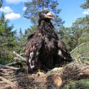 Mladý orel mořský (<i>Haliaeetus albicilla</i>) na hnízdě, CHKO Žďárské vrchy [ZR], 6.6.2014, foto Václav Hlaváč