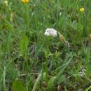 Kozlík dvoudomý (<i>Valeriana dioica</i>), Olešský rybník, 14.5.2010, foto Vojtěch Kodet