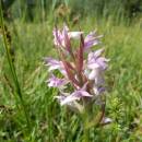Prstnatec májový (<i>Dactylorhiza majalis</i>), PP Zlatá louka, 1.6.2015, foto Vojtěch Kodet