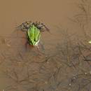 Skokan krátkonohý (<i>Pelophylax lessonae</i>), PR Nad Svitákem [JI]