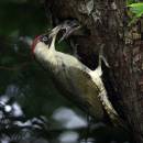 Samice žluny zelené (<i>Picus viridis</i>) krmící mláďata, Úhořilka [HB], 31.5.2015, foto Václav Hlaváč
