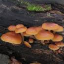 Penízovka sametonohá (<i>Flammulina velutipes</i>)