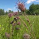 Kuklík potoční (<i>Geum rivale</i>), Vílanecká střelnice, 6.7.2011, foto Vojtěch Kodet
