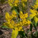 Pryšec mnohobarvý (<i>Euphorbia epithymoides</i>), PR Velká skála [TR], 23.4.2007, foto Luděk Čech
