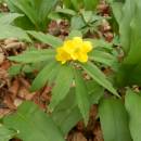 Sasanka pryskyřníkovitá (<i>Anemone ranunculoides</i>), NPR Velký Špičák, 17.4.2015, foto Vojtěch Kodet